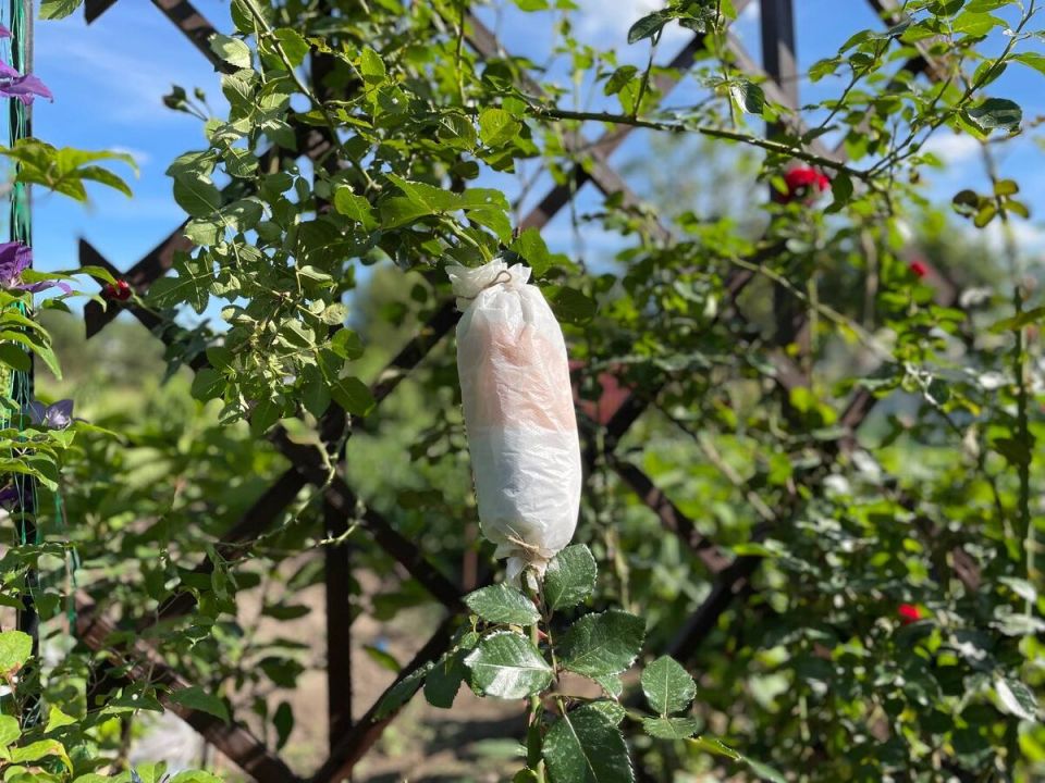 ��� ��������� ���� � �������: ��������� ���������� ��� ���������