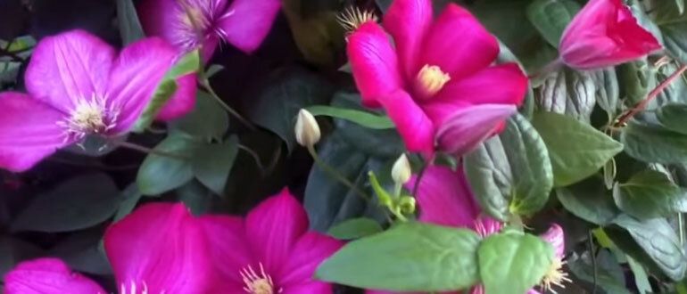 ��� ��������� ��������� �� �����������: ������� ��������� �����