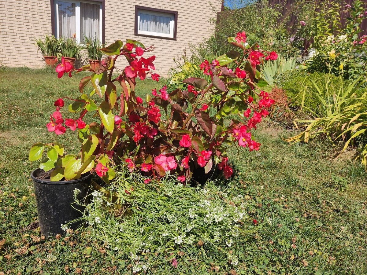 Как бегония сумела покорить сердце молодого садовода