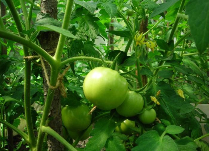 ������� ����� �� �������� � ��������� ������