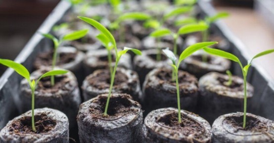 Собираем урожай перца: как правильно вырастить рассаду