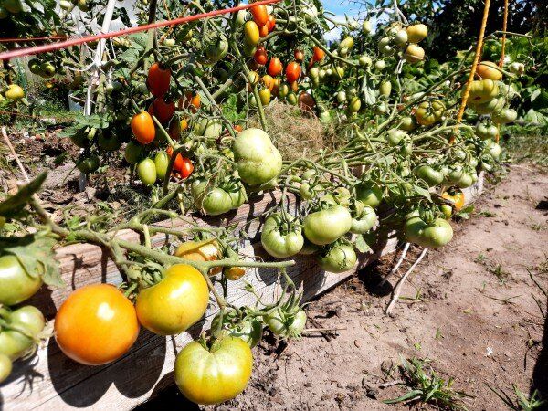 ������ � �����, ������� ������ �� ������ ������