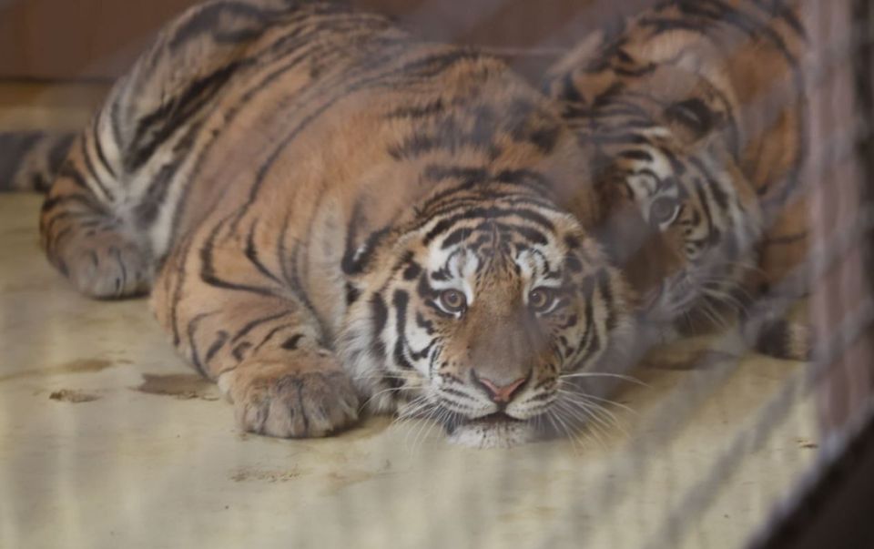 ����� �� ������������ ���� ���������� � ������