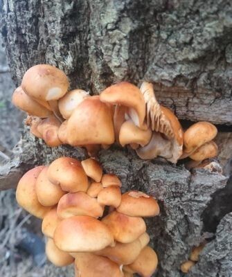 ����������� ���������� � �������� ��������: ������� � ������