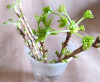 ��� ��������� ������ ���������: ������� ������ ������