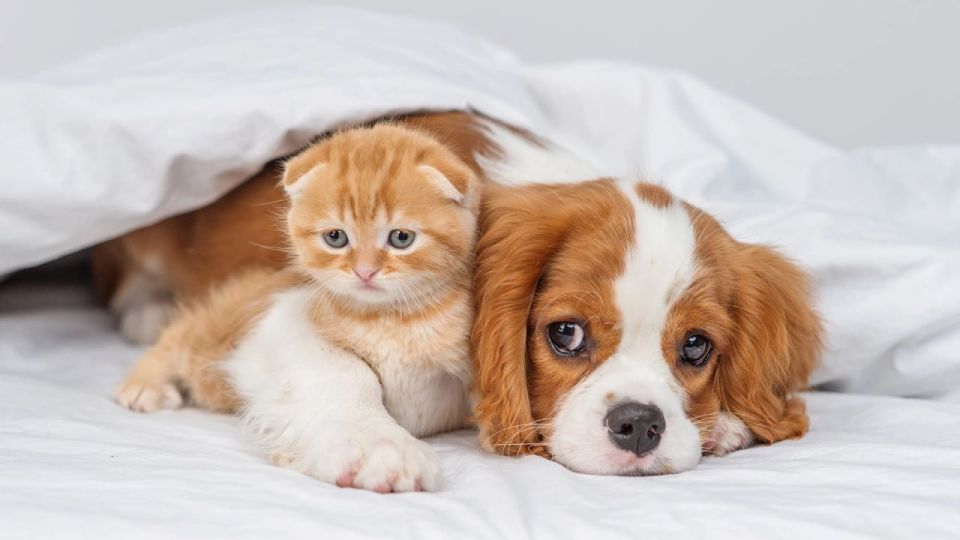 ����� �� �������� ������������ ����� � ����� ���������� � ����������� ����