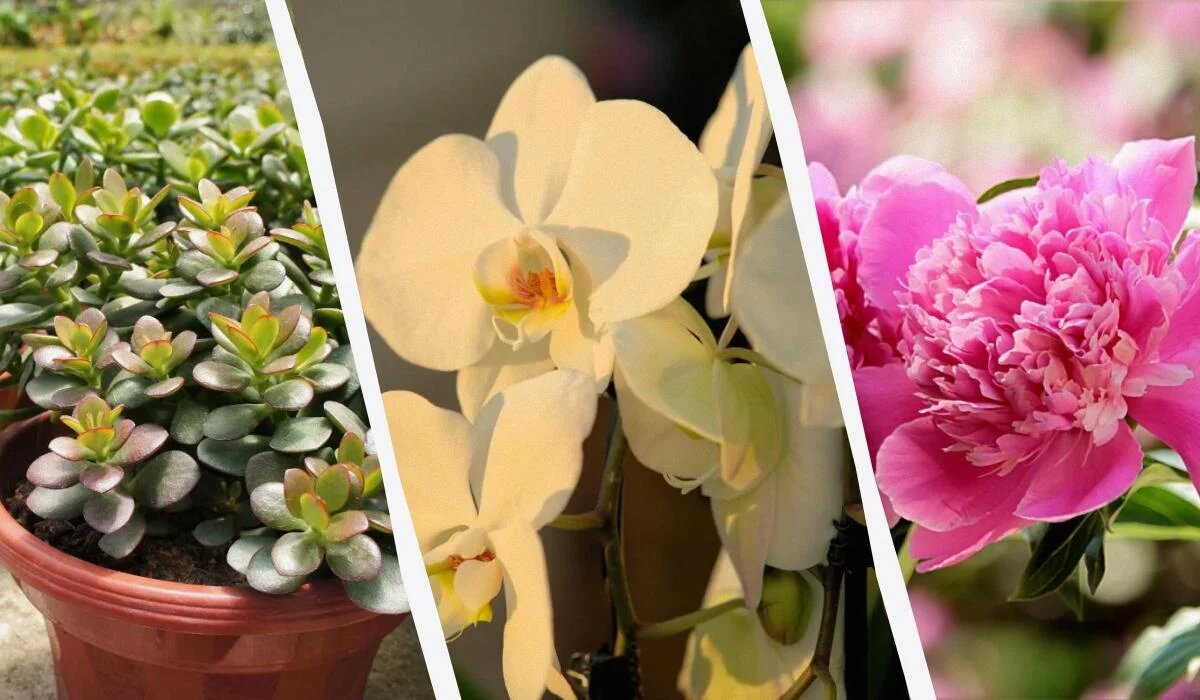 Растения для счастья: 14 зеленых спутников удачи