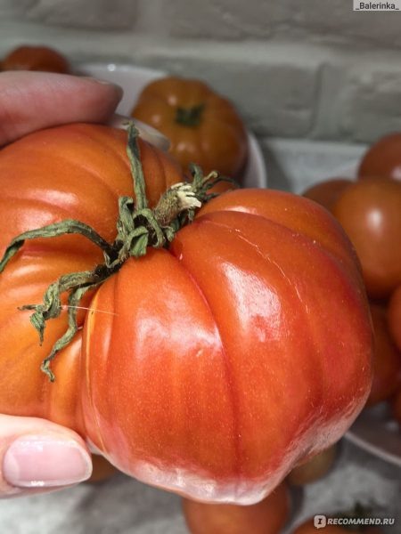 Томат Добряк: крупноплодный сорт с дружной отдачей урожая