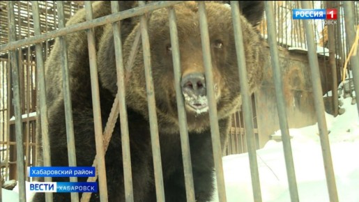В зоосаде "Приамурский" проснулись от зимней спячки первые питомцы