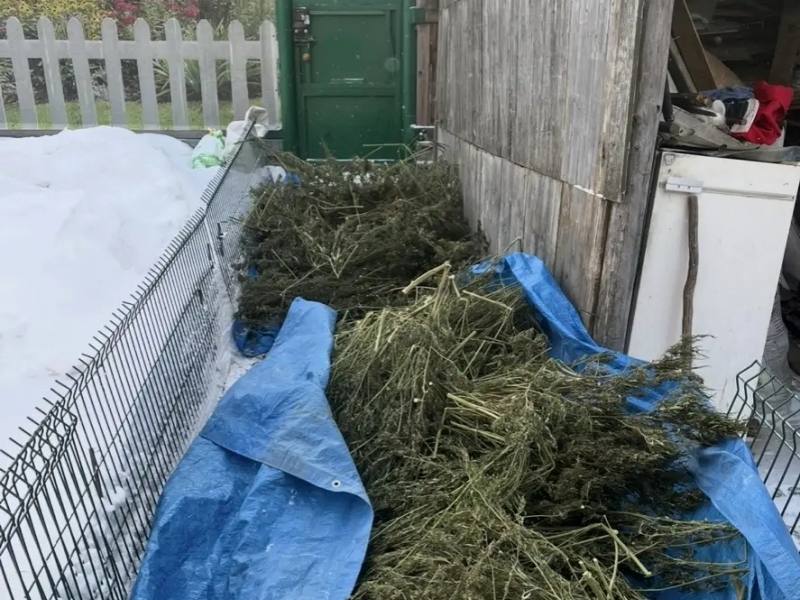 В Амурске полицейские изъяли из незаконного оборота более 11 килограммов растительных наркотиков В Амурске полицейские изъяли из незаконного оборота более 11 килограммов растительных наркотиков