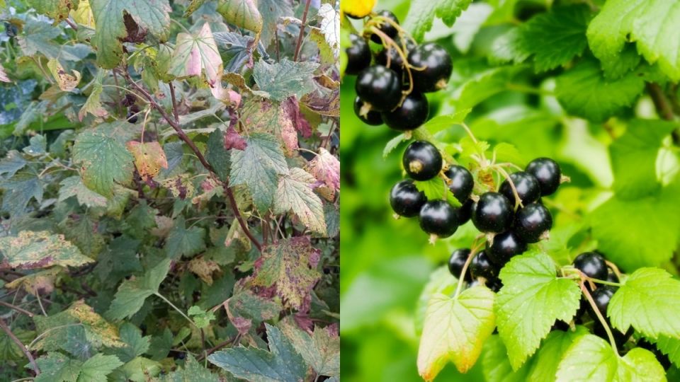 ��� ������� ������ ��������� ����� � ������� ������ �������� ���������