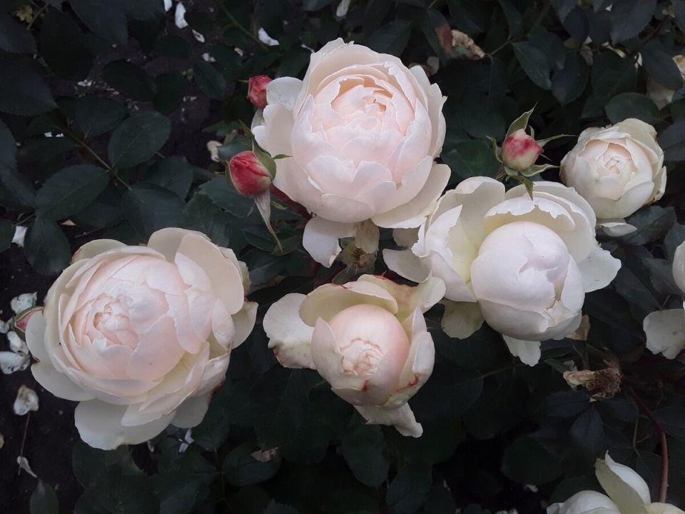 ��� ��������� �� ������� � �������: ������ ��� ���������� ���������