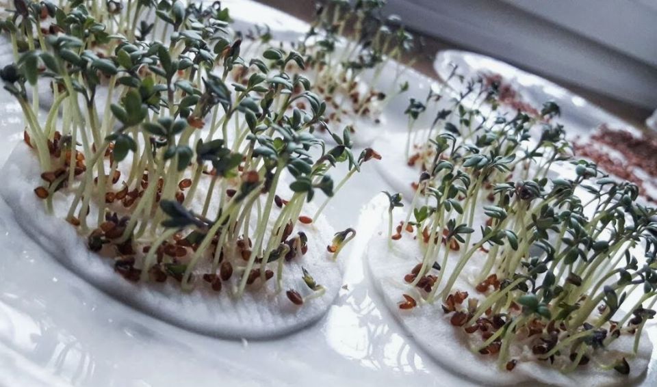 ��� ��������� ����������� ��� ������: ��������� ������������