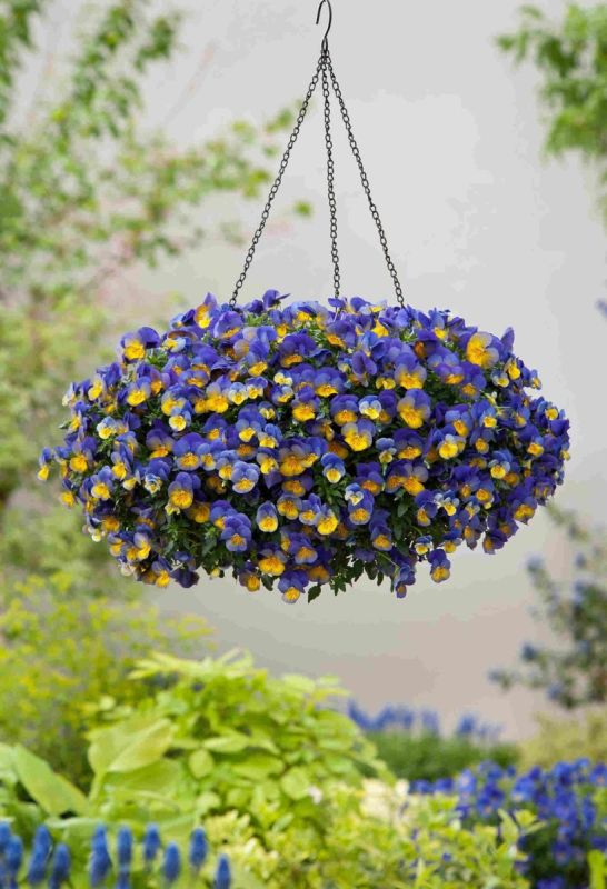 ��������� ����� �����, ������� ����� �����������