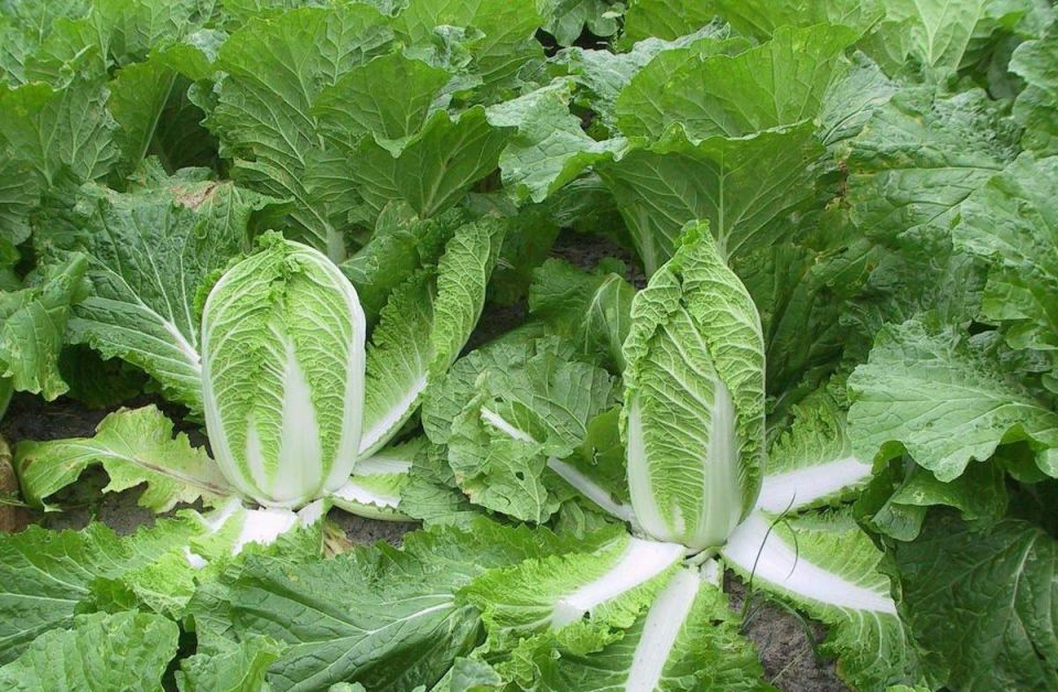 ��� ��������� ��������� ��������� �������: ������������ ������