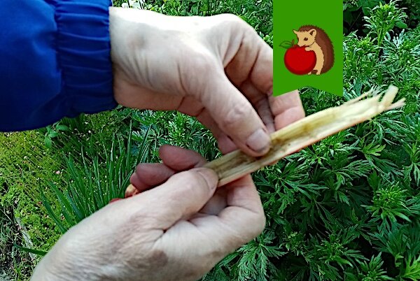 Натуральные чистящие средства: 5 растений, которые помогут отмыть руки после работы в огороде