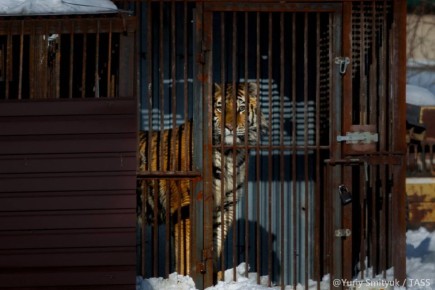 ����������� � ���� ���� ��� ���������� ��������