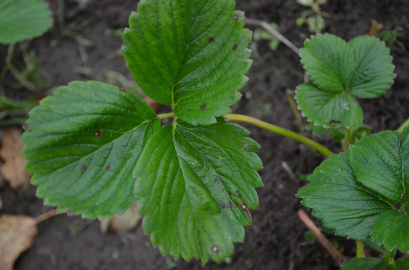 Как весной защитить клубнику от белой пятнистости: полезные советы