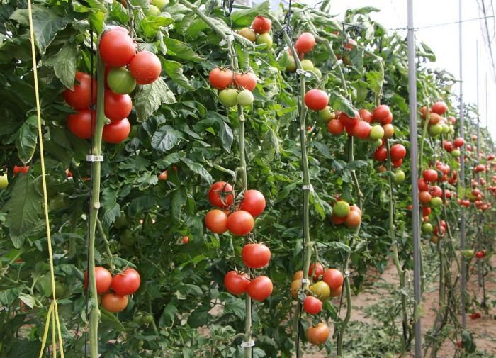 �������� ������ �� ����� �� ���������� � �������