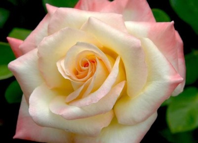 Розы, которые создадут романтическое обаяние вашего сада