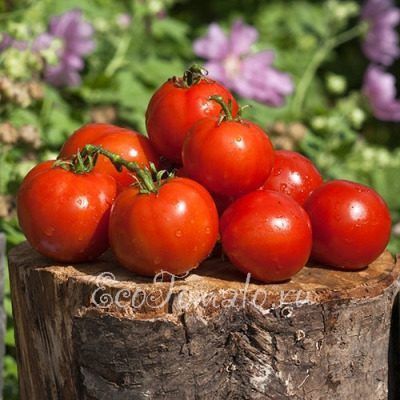 ����� ��������� 905 �: �������� ��� ������ �������