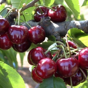 Эффективные способы защиты черешни от вредителей и болезней