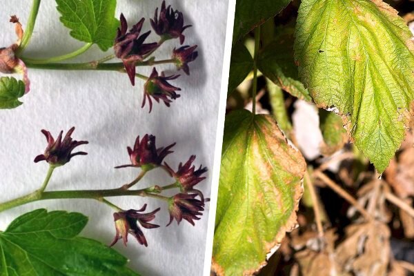 Почему листья смородины желтеют и как с этим бороться