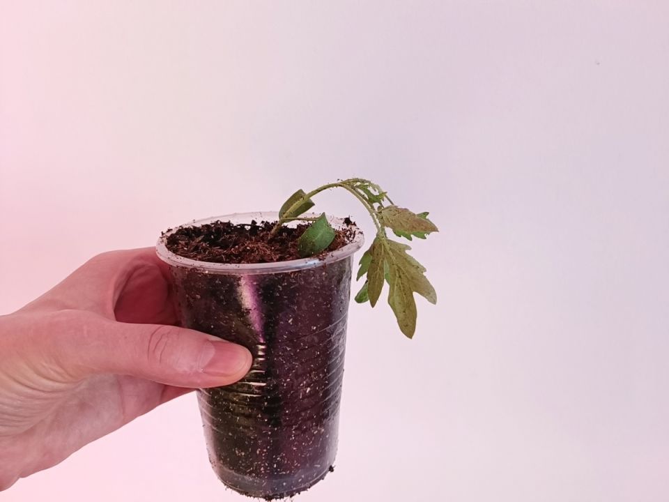 ������ �� �������� ����� ������� ����� ���� ��������: ���������� � ��������