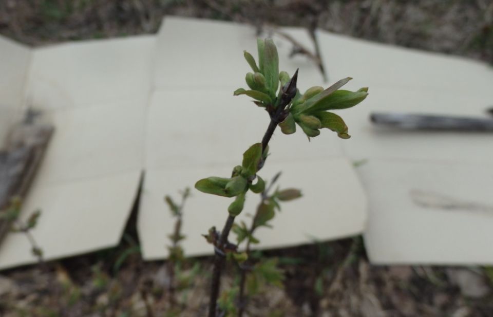 ��������� �������� ���������: ��� ������������� ������ ������