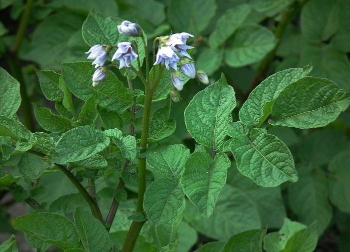 Как улучшить урожай картофеля: секреты успешного опрыскивания в августе