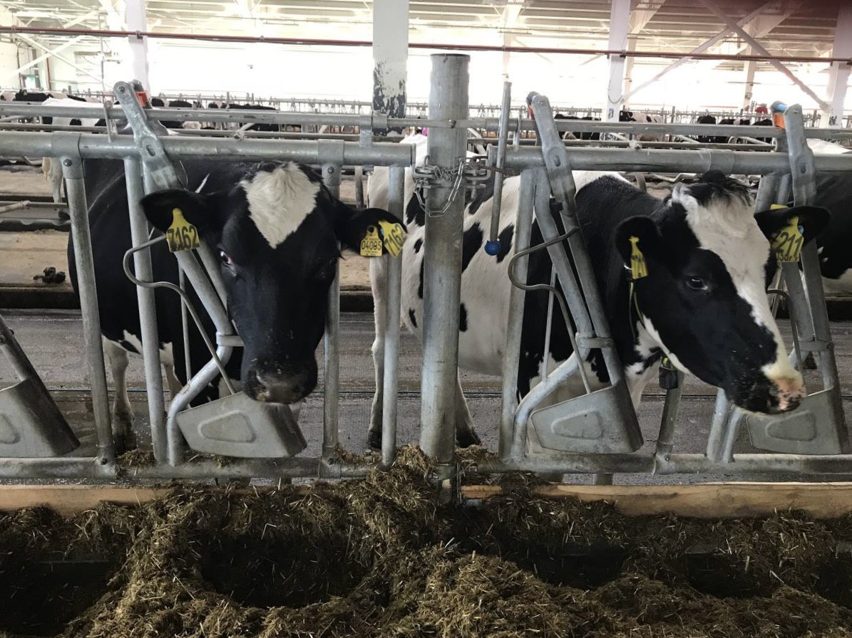 К 2030 году в Хабаровском крае планируют в пять раз нарастить производство мяса птицы и свинины