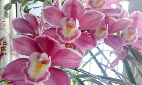 ����������� ���������� ��������� ��������: ����������� ��������������� ����������