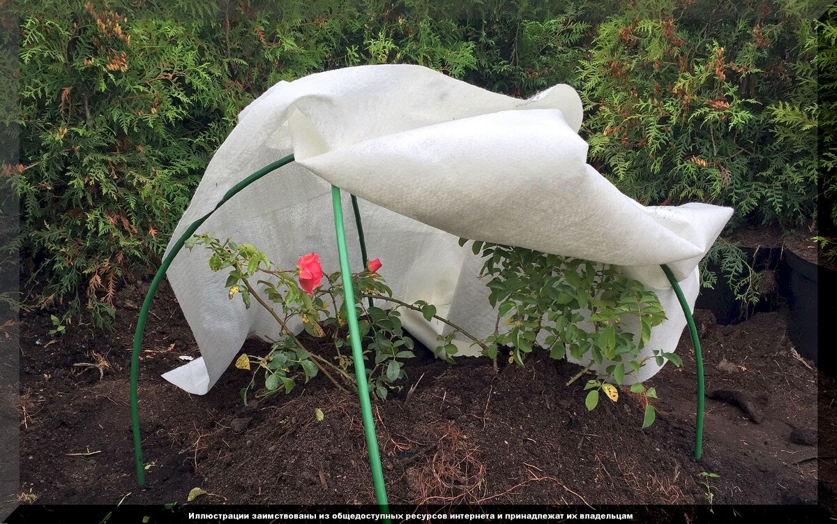 Как правильно подготовить розы к зиме: секреты успешного укрытия