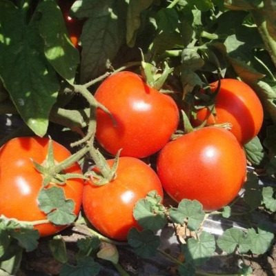 Томат Галина: секреты успешного сбора урожая и ухода за сортом