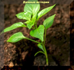 ��� ������� ������� ����� ������� � ��������: ������� ��������� �����