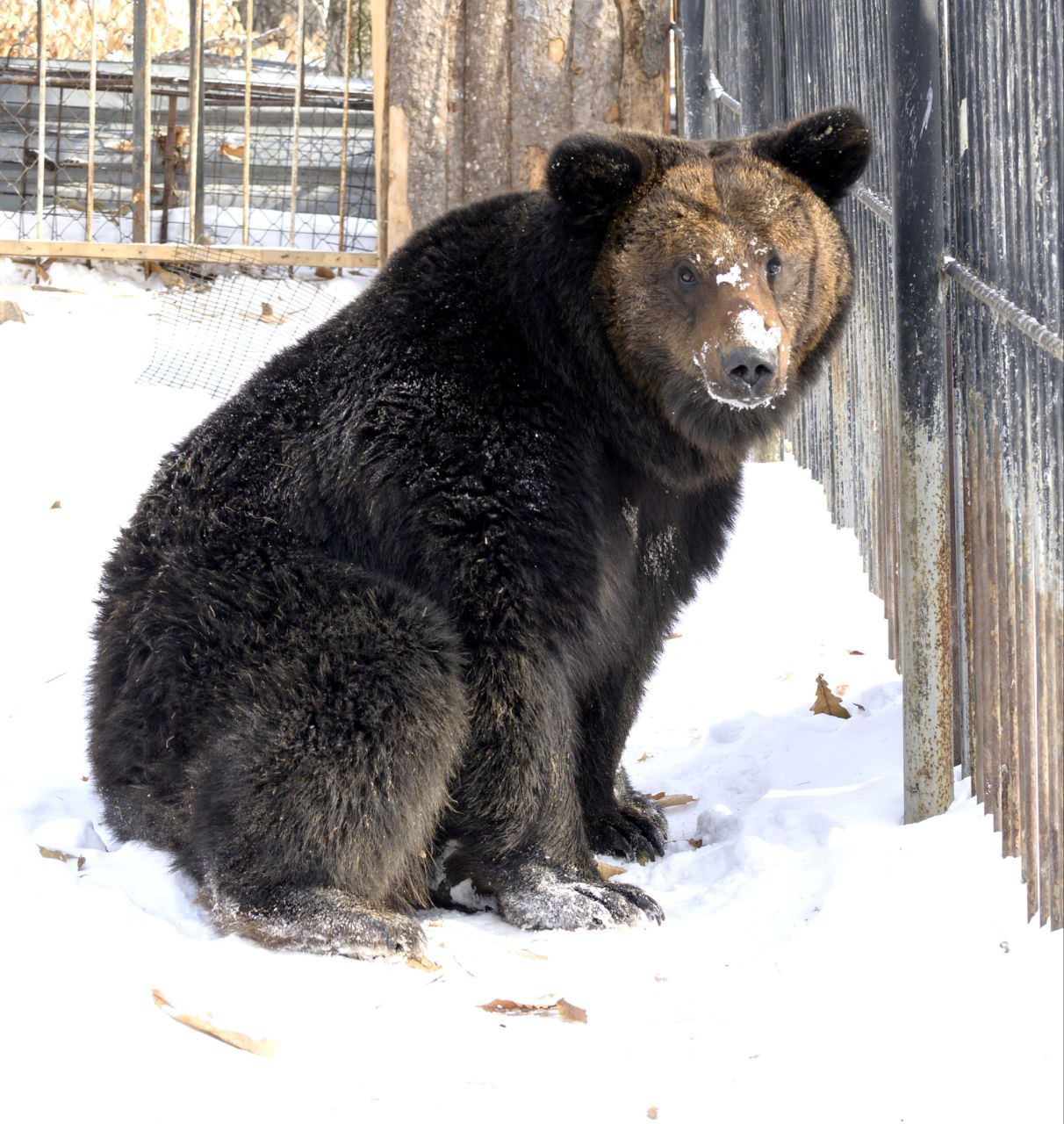 В зоосаде «Приамурский» медведи начали выходить из спячки В зоосаде «Приамурский» медведи начали выходить из спячки