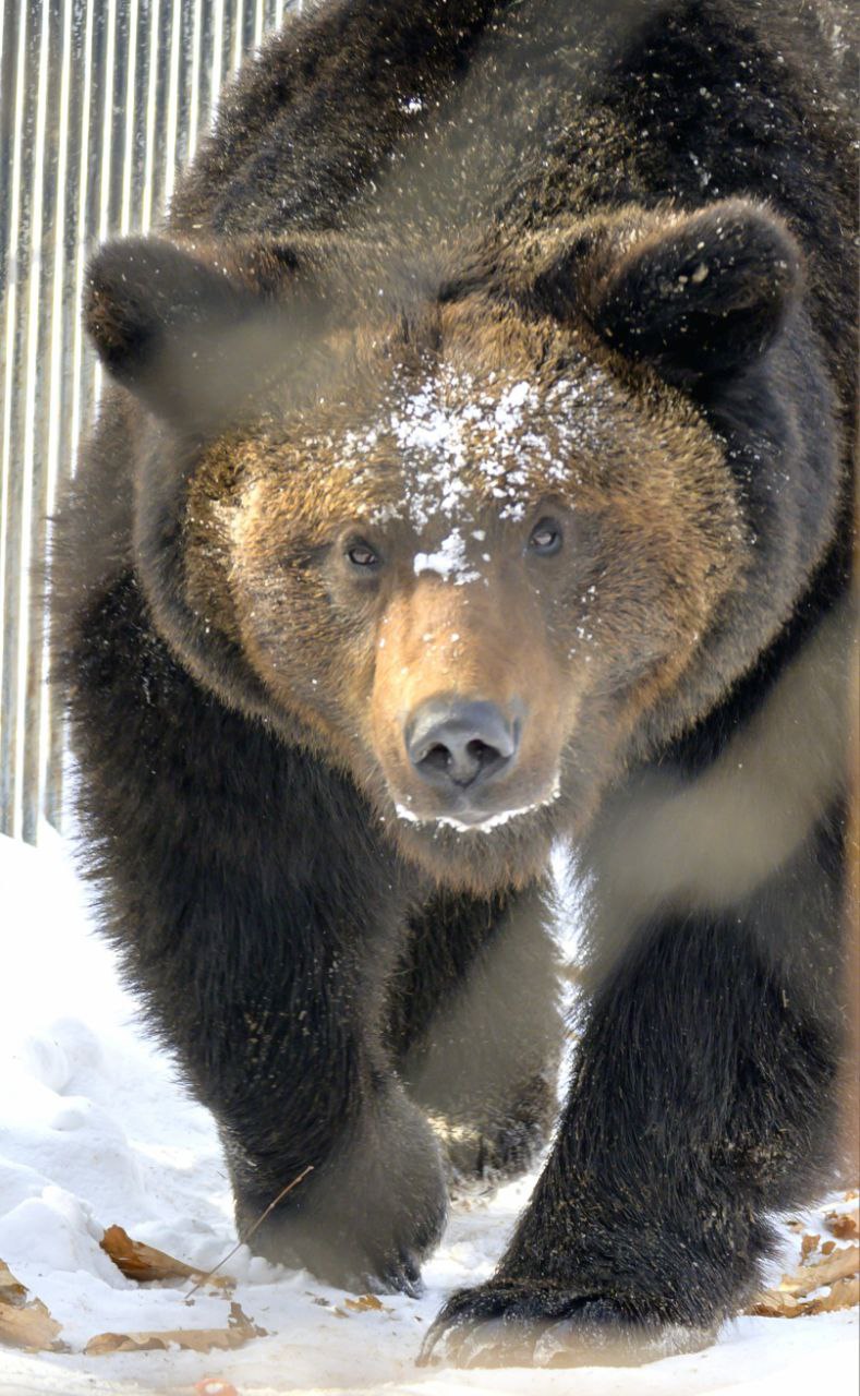 В зоосаде «Приамурский» медведи начали выходить из спячки В зоосаде «Приамурский» медведи начали выходить из спячки