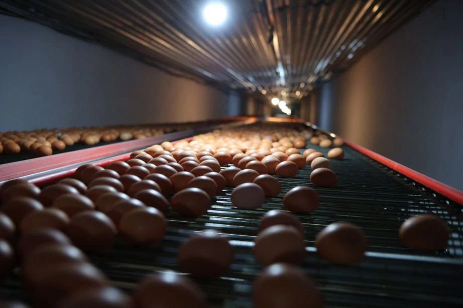 11 золотых медалей и дипломов международного конкурса получили птицефабрики Хабаровского края 11 золотых медалей и дипломов международного конкурса получили птицефабрики Хабаровского края