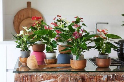 ��� ��������� ���������� ��������: ������������ �����������