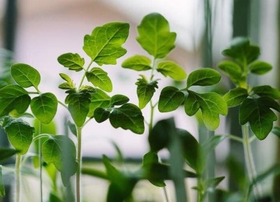 Сочетание томатов и моркови: секреты успешного огорода