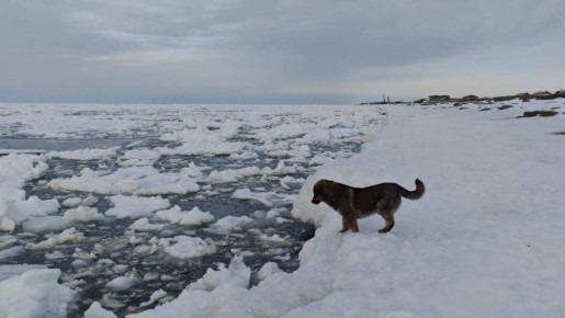 ������ � ����������� ���� ���������