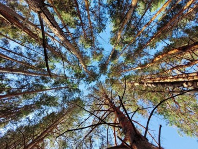Как успешно провести время на грибной охоте и не заблудиться в лесу