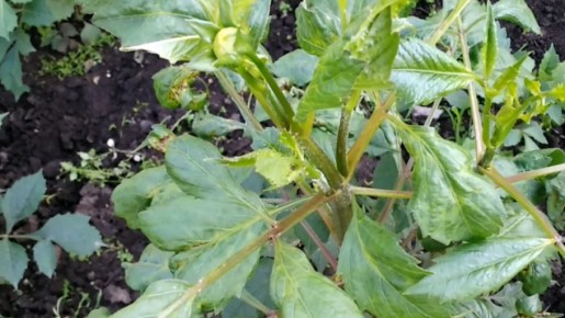 ��� �������� ������ � ������������ � ������� ������������� �������������