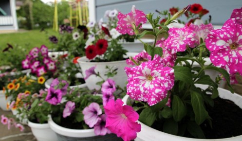 ��� ��������� ������� �� �������� ����� �� �����: ������� ������