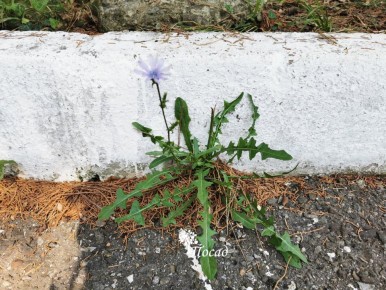 Загадка коварного молокана: как не ошибиться на участке