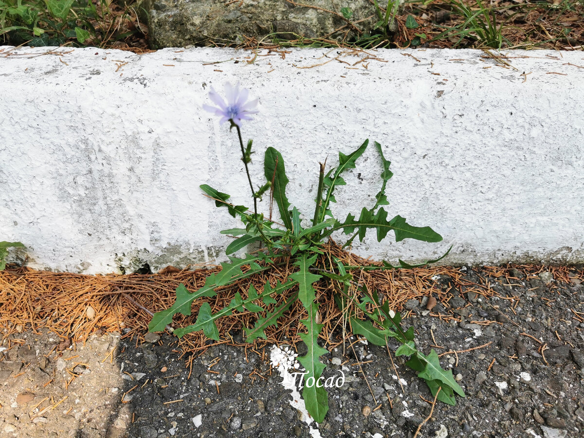 Загадка коварного молокана: как не ошибиться на участке