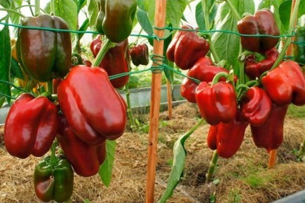 ����������� �������� ����� �������: ������ � ������� ��� ��������� ������