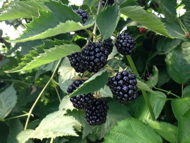 ��������� ������ ��������� �������: ��� ����������� ������