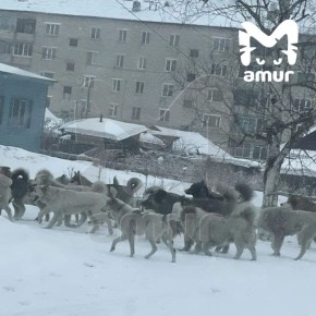 ���� �� 20 ����� �������� �� ������� ������ ������������ ����