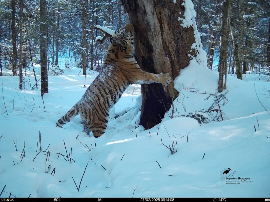 Тайны дальневосточной тайги: находки учёных «Заповедного Приамурья»